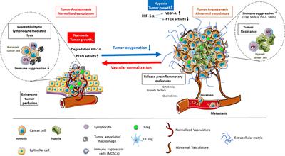 Tumor Hypoxia Regulates Immune Escape/Invasion: Influence on Angiogenesis and Potential Impact of Hypoxic Biomarkers on Cancer Therapies